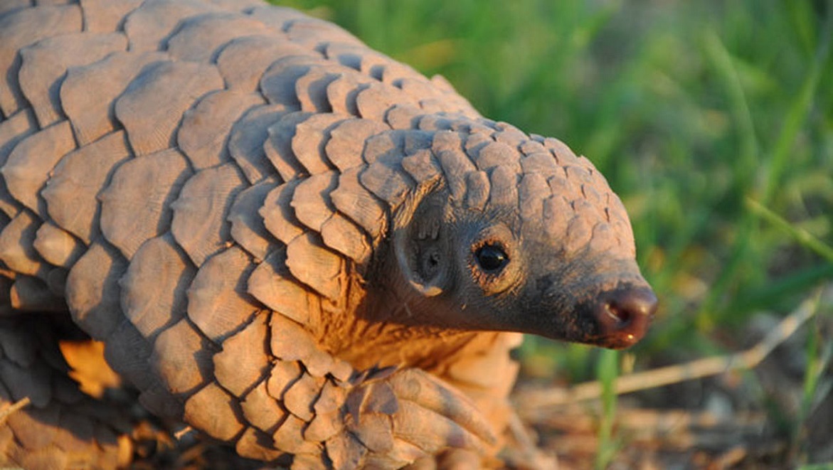 Le pangolin