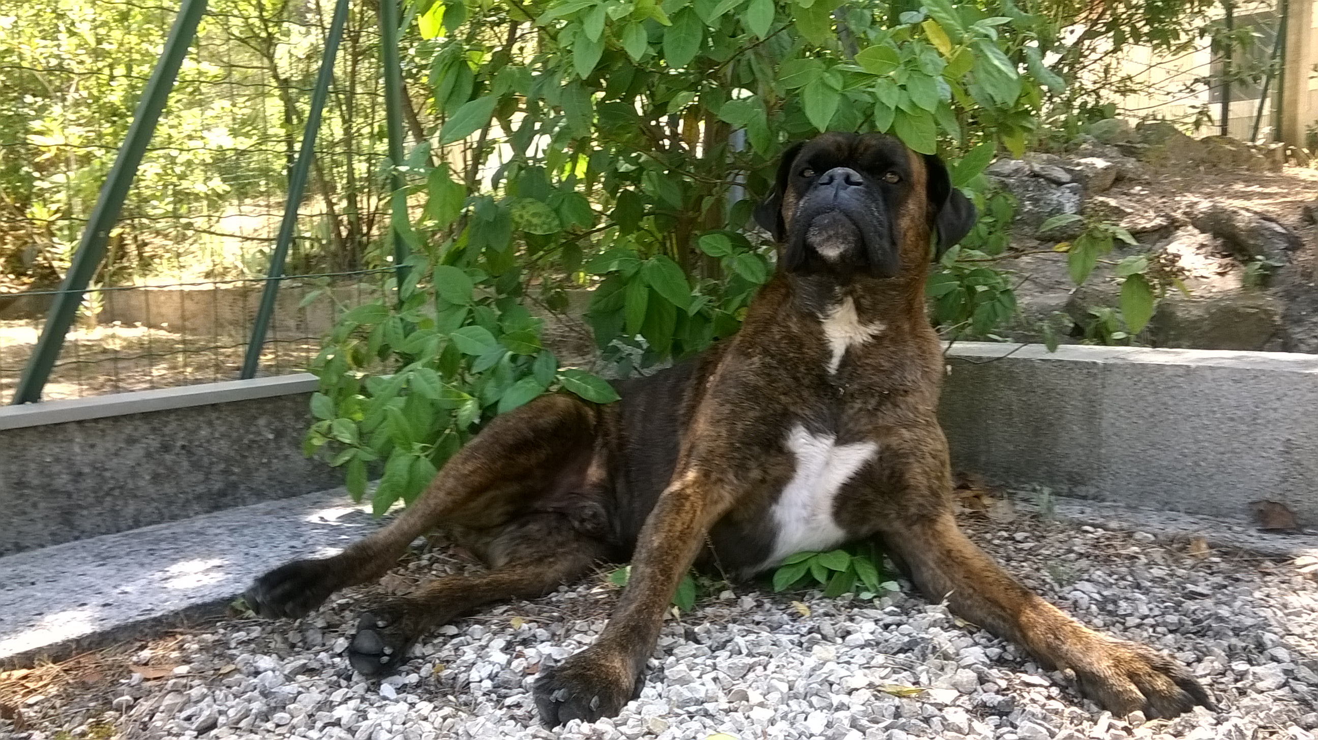 17- Driver tout fier