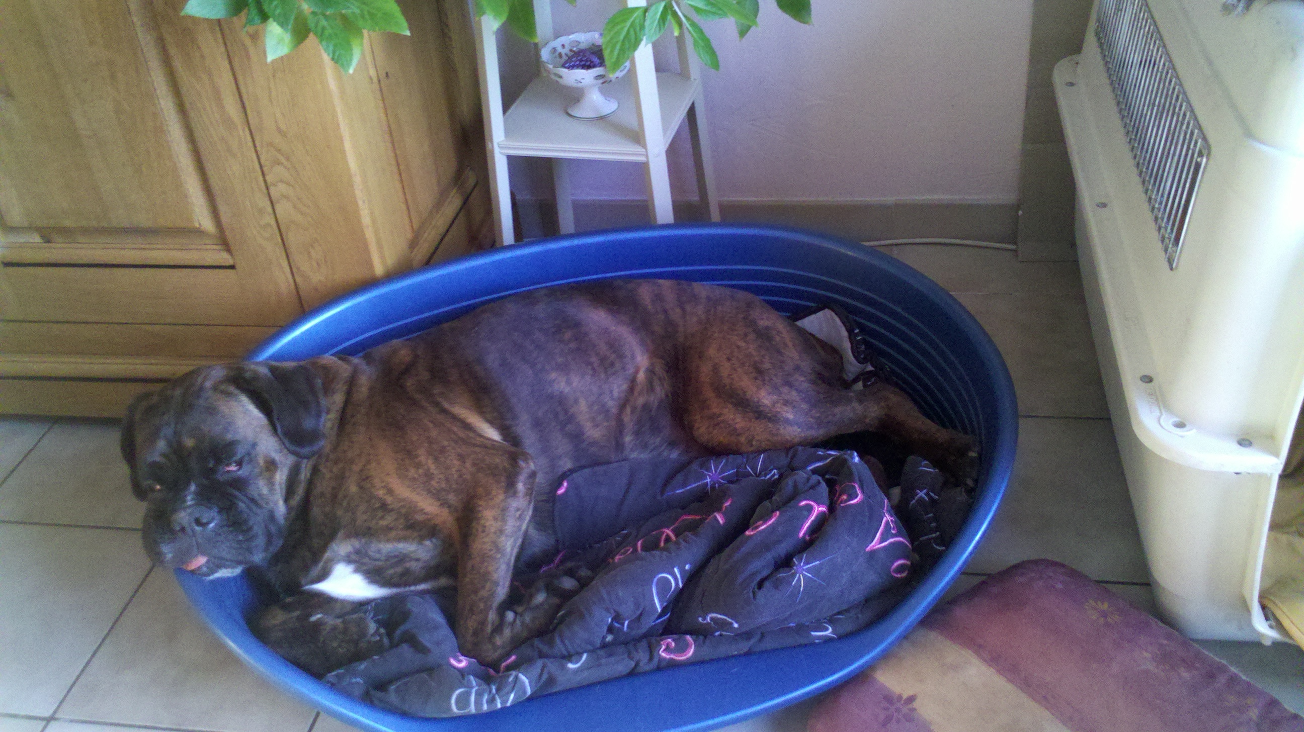 13- Driver endormi dans la caisse à Cyrius