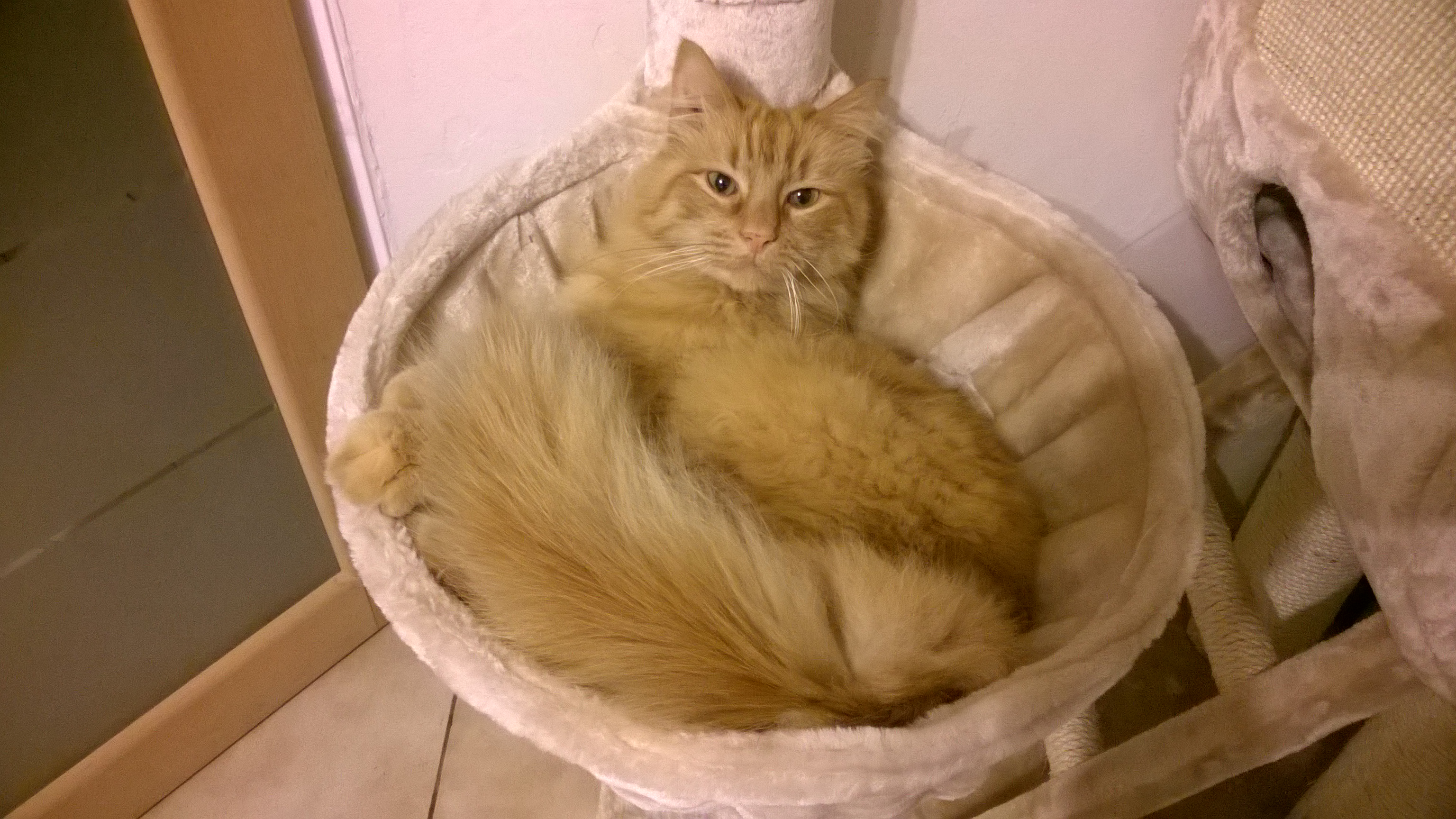 Edgar, le matou timide