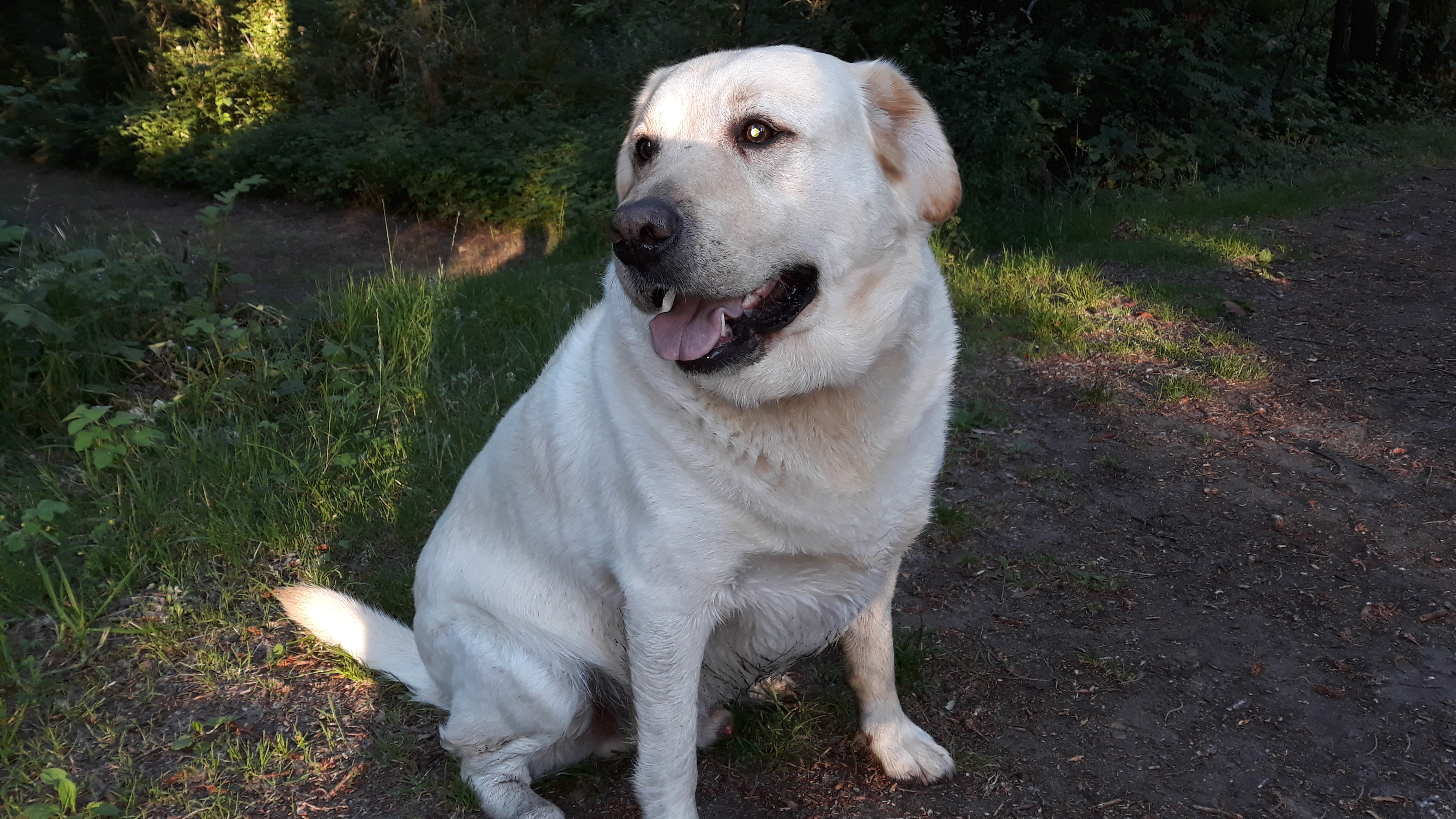 Léo, Golden retriever