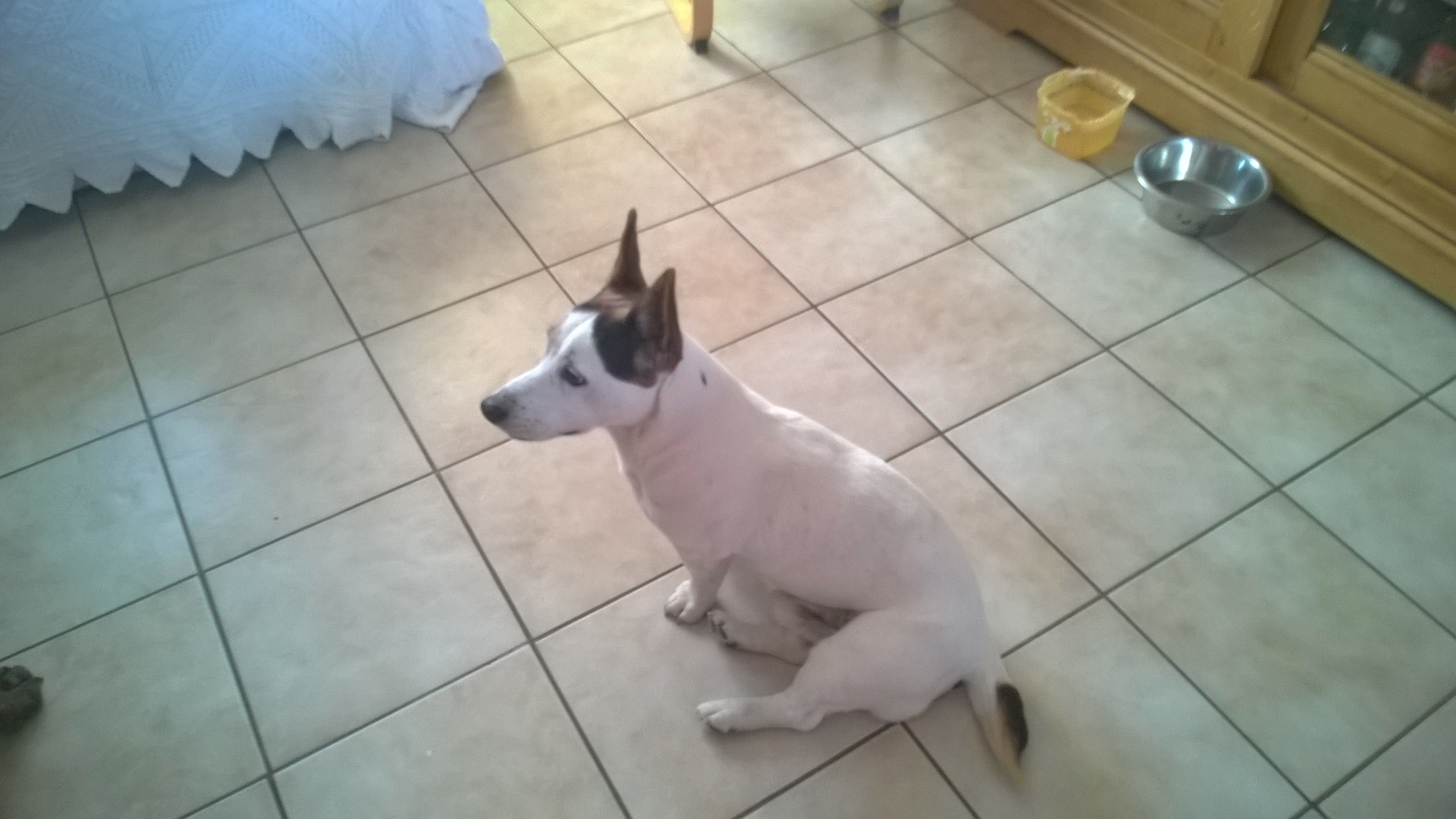 Crumbel, type jack russel