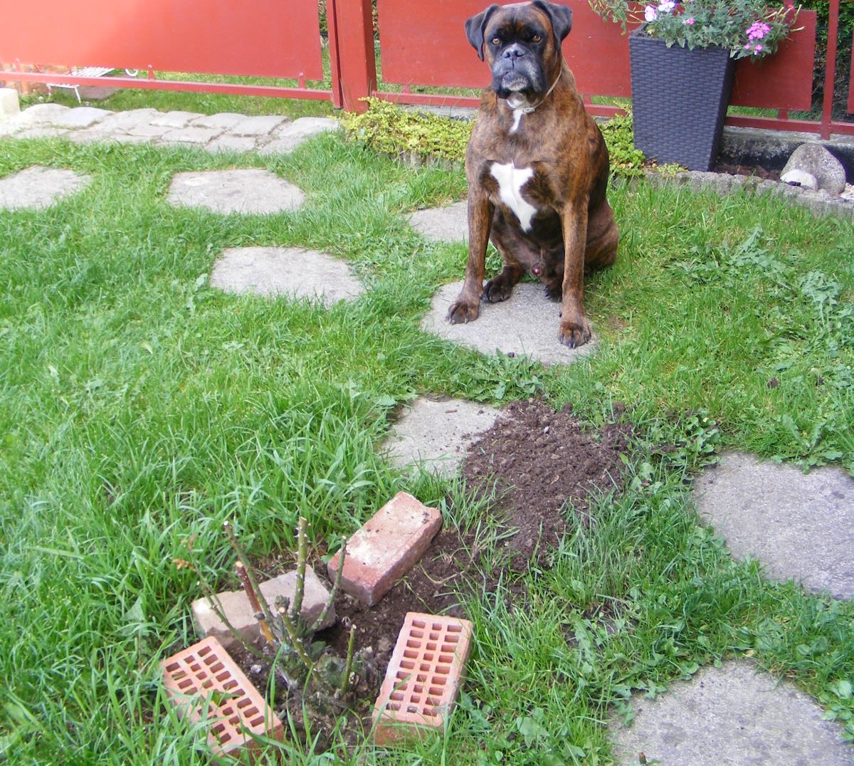 Des trous dans le jardin