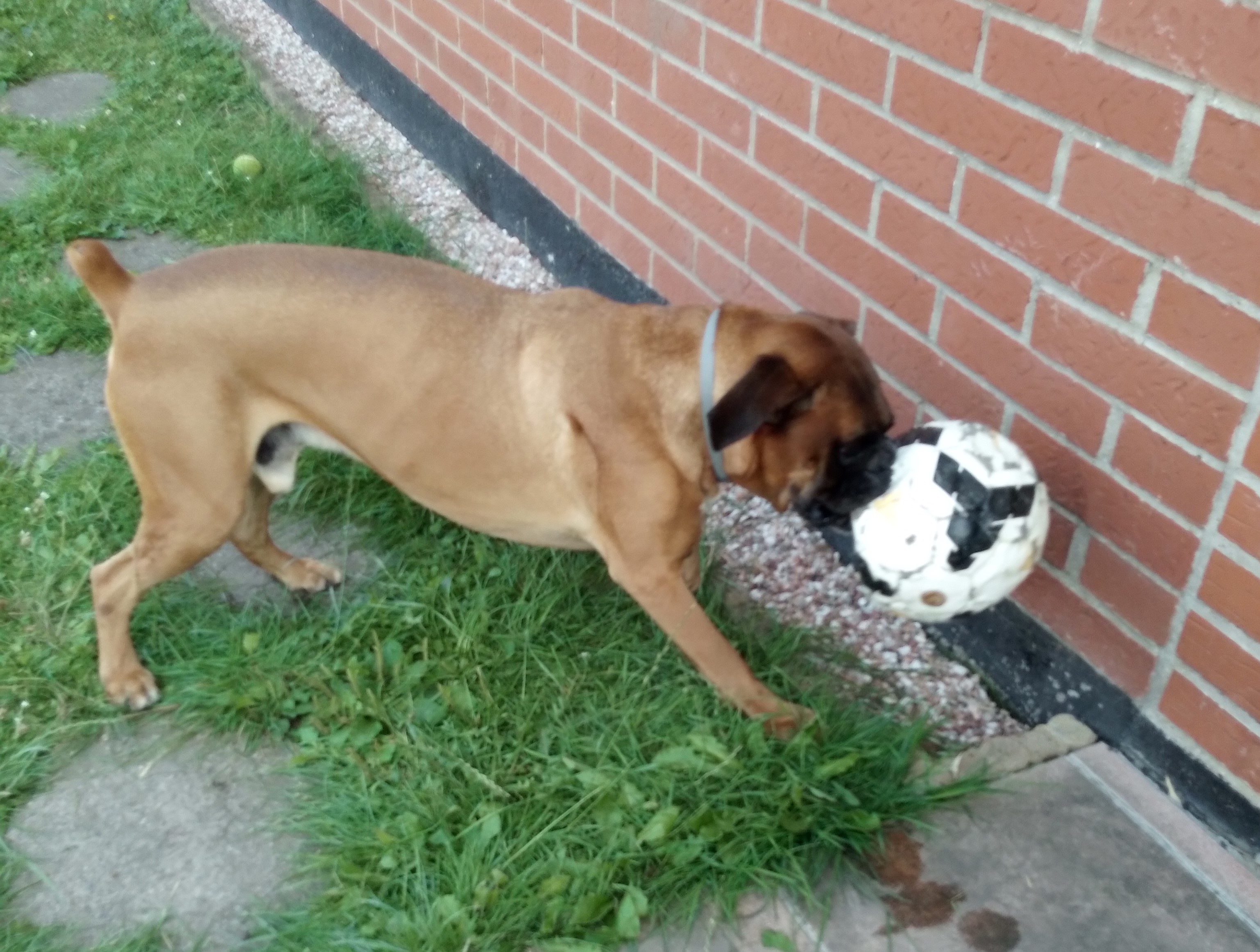 Fergus, type boxer fauve