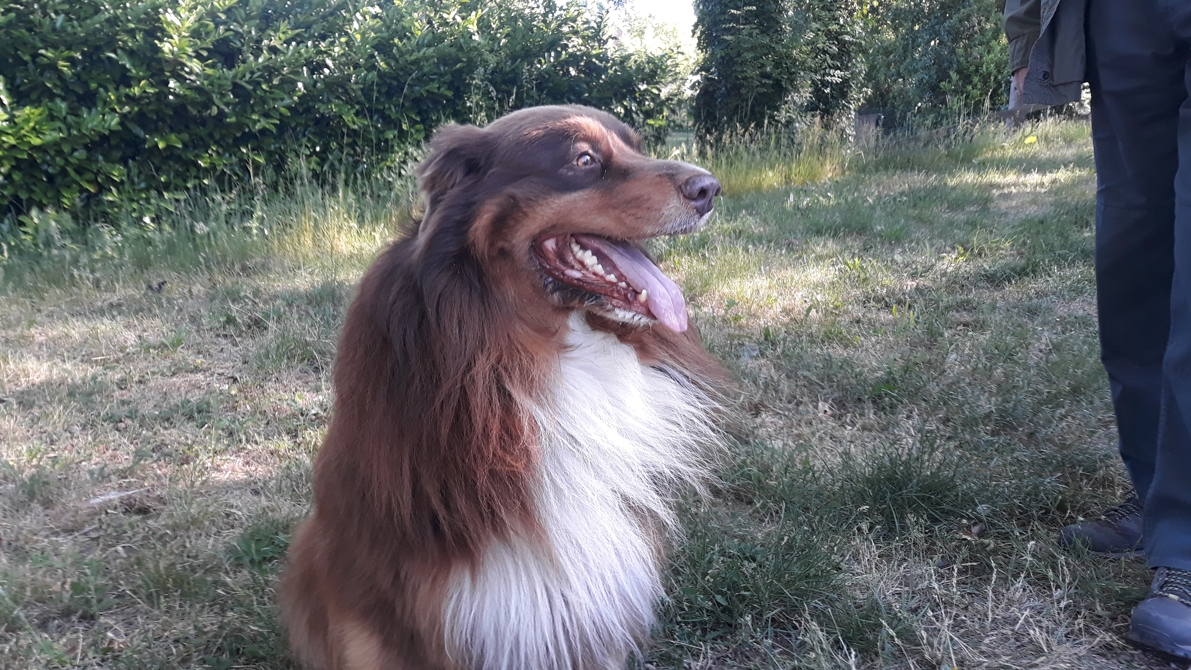 Hector, berger australien