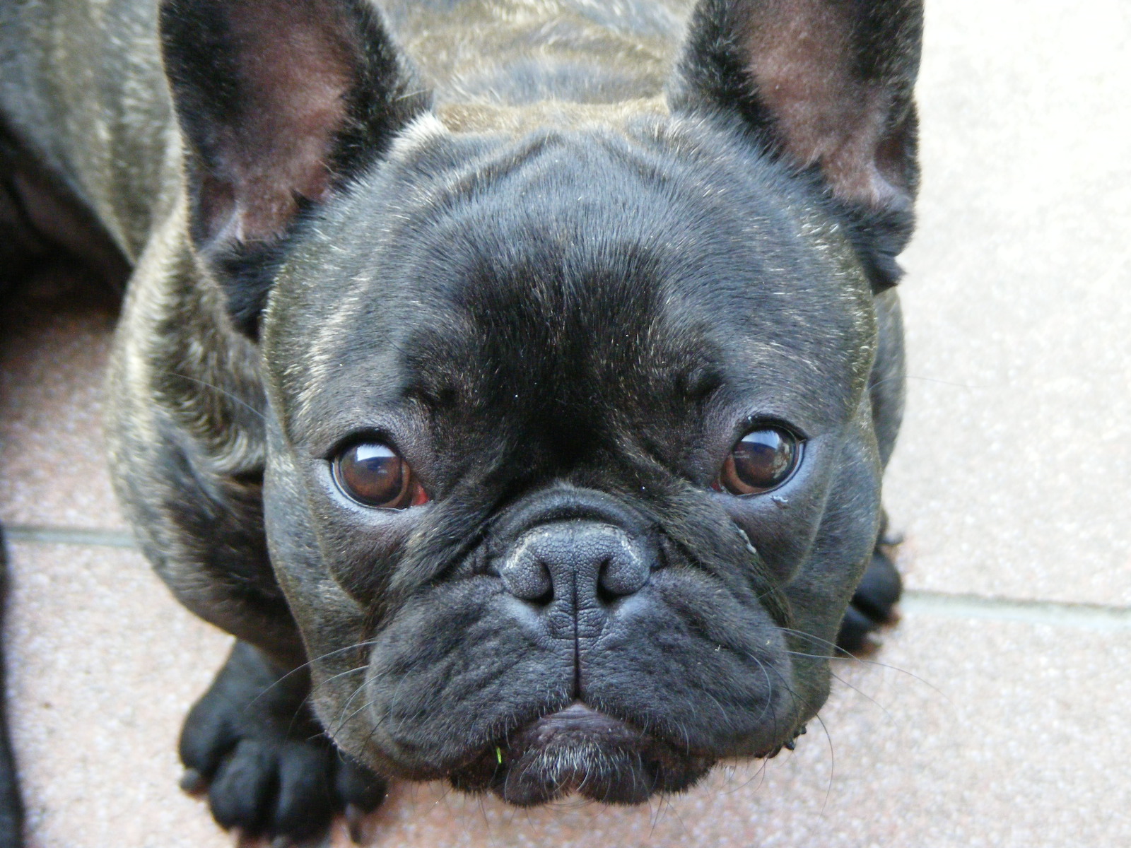 Hercule, bouledogue français