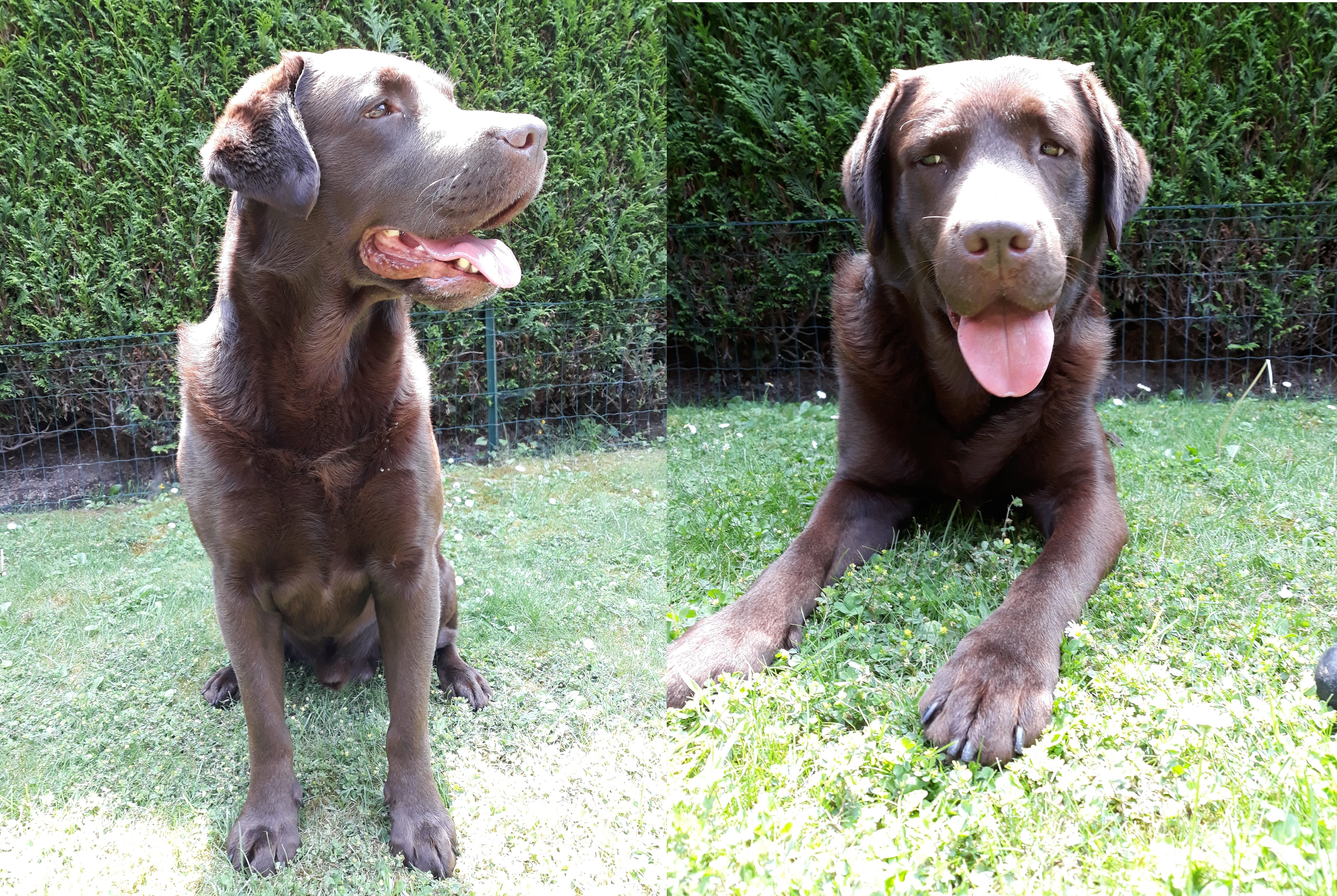 Iban - labrador chocolat