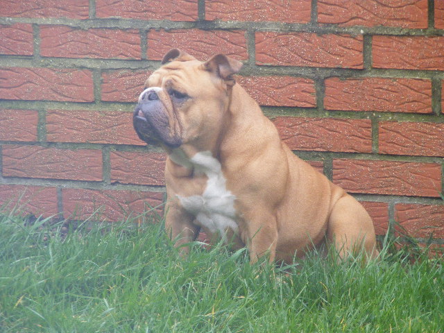Lilie, bouledogue anglais