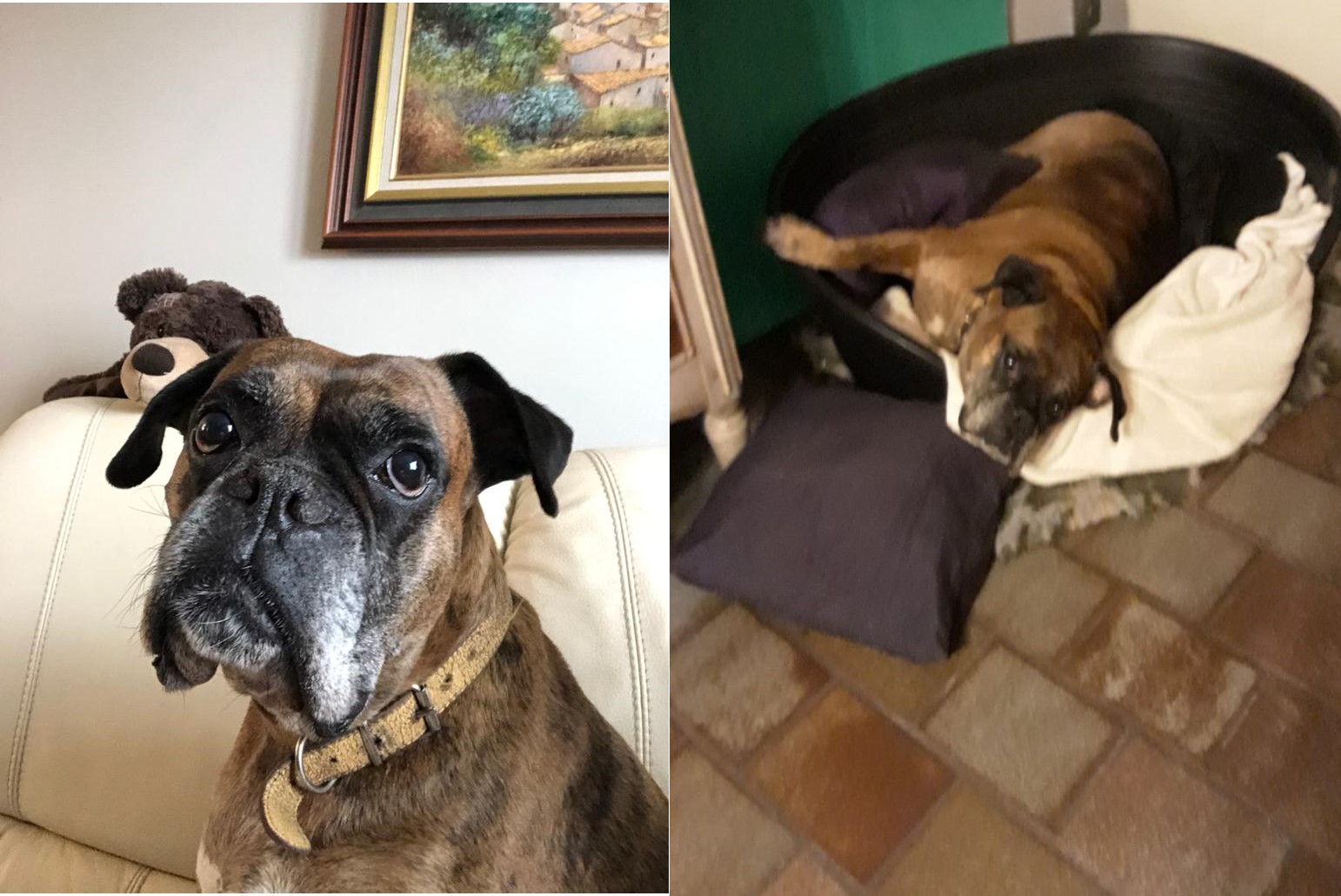 Shiva, type boxer bringé