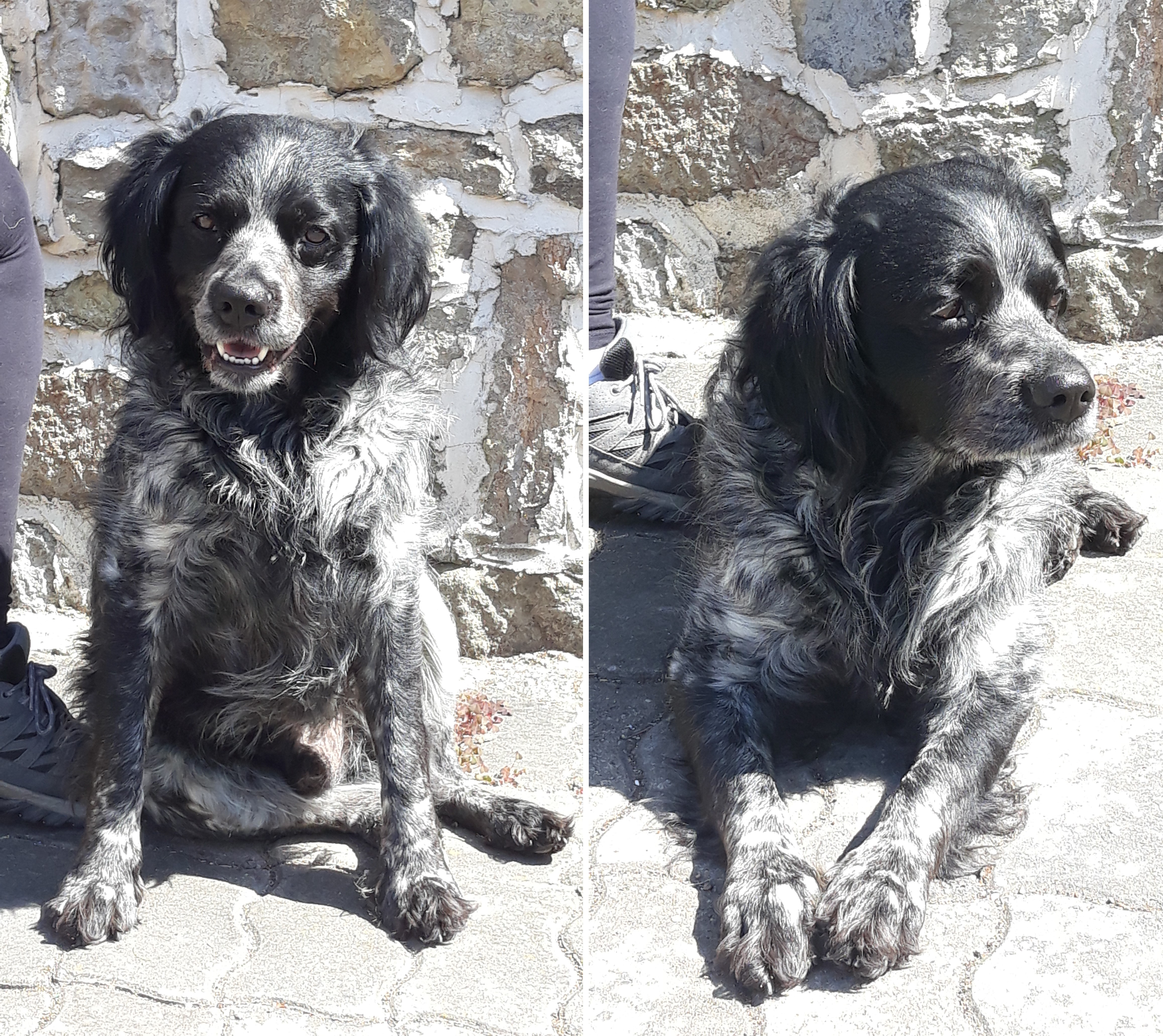 Watson, épagneul de 5 ans