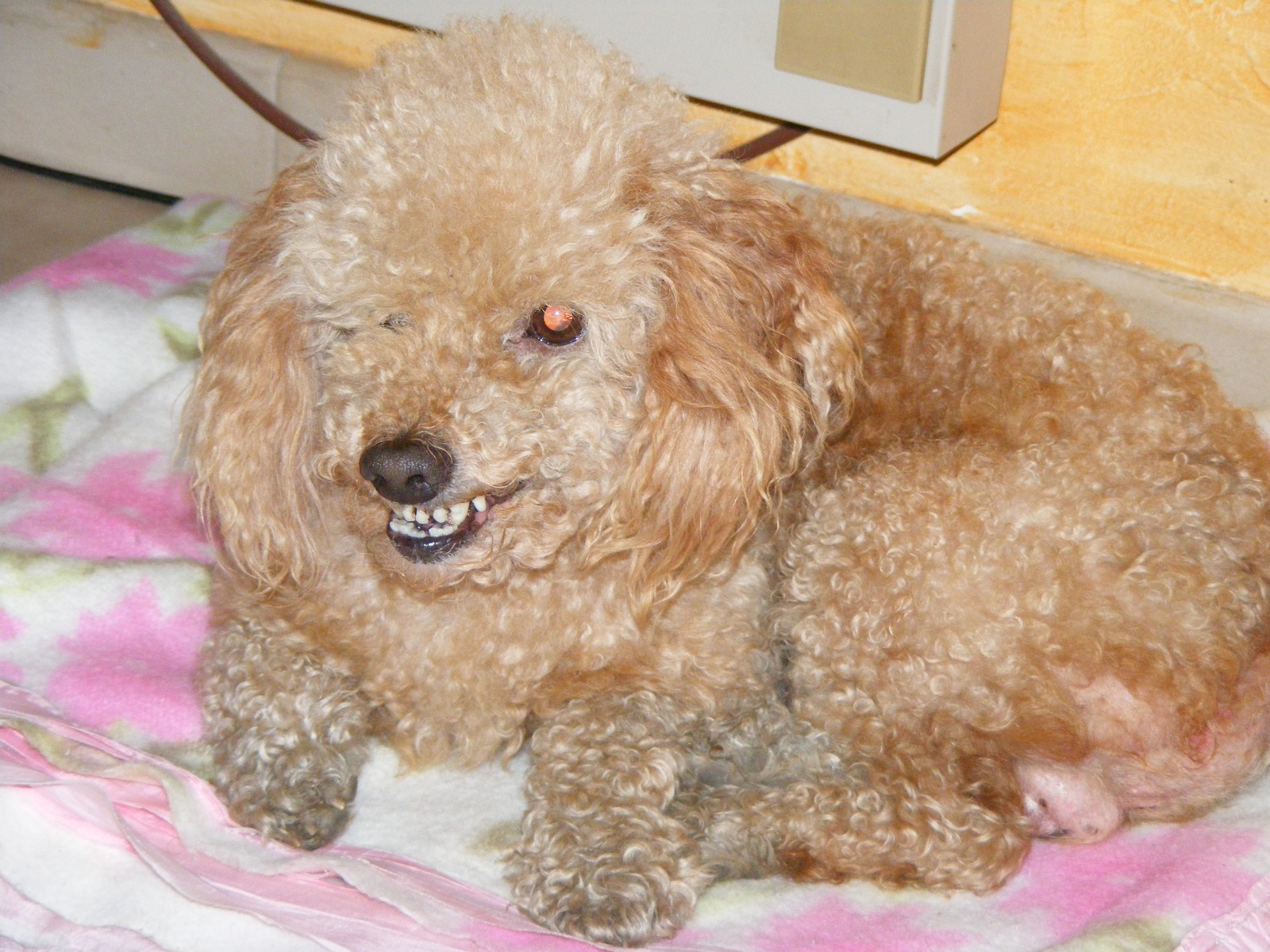 Très mauvais caractère de caniche