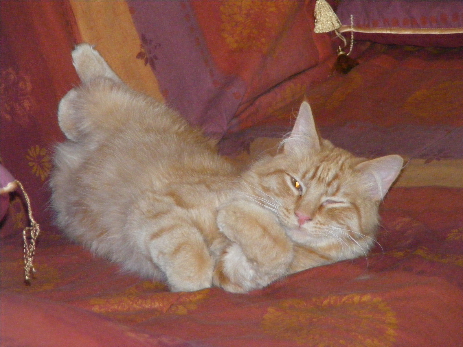 Edgar 11 ans - chat type maine coon