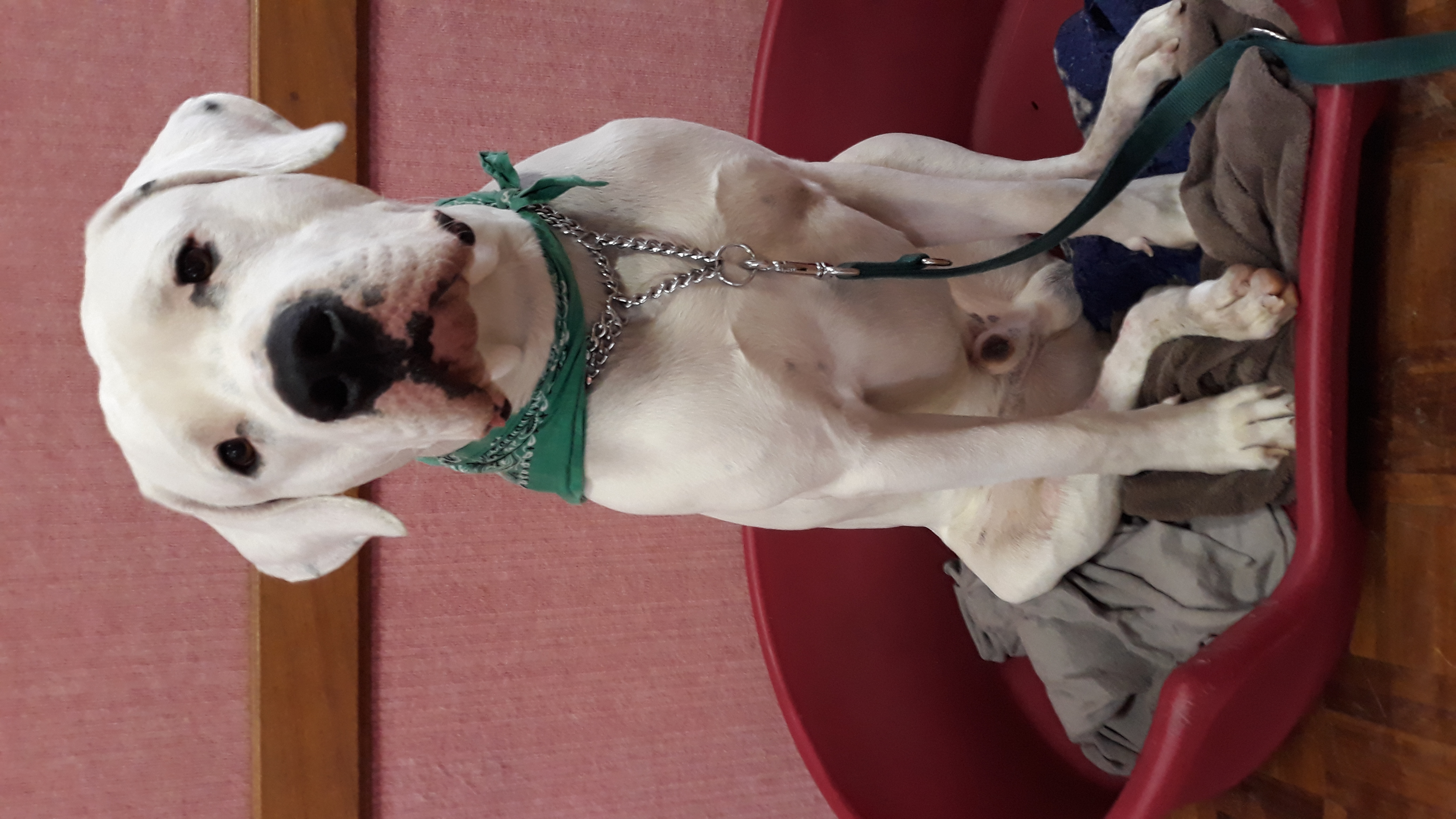 Narco 2 ans - Dogue argentin